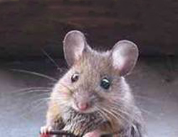 House mouse, Mus musculus