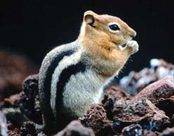 Chipmunk photographed in Deschutes National Forest, Oregon