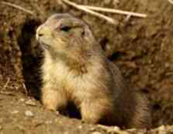 Black-tailed Prairie Dog