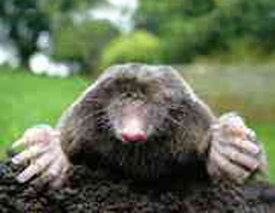 A close-up photograph of a mole.