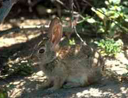 Desert Cottontail (Sylvilagus&nbsp;audubonii)