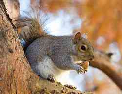 Eastern Gray Squirrel, Sciurus carolinensis