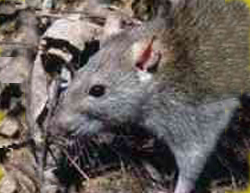 Brown Rat (Rattus norvegicus)