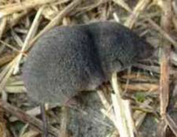 Southern Short-tailed Shrew
